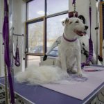 What to Expect When Using a Pet Groomer