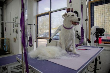 What to Expect When Using a Pet Groomer