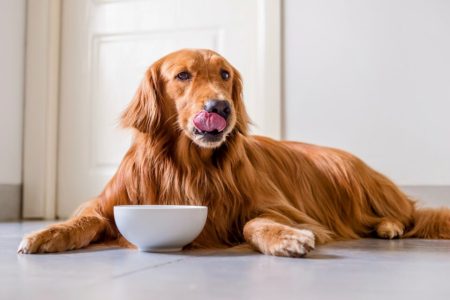 Reasons raw pet food mostly recommended