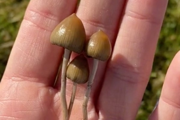 buying shrooms online